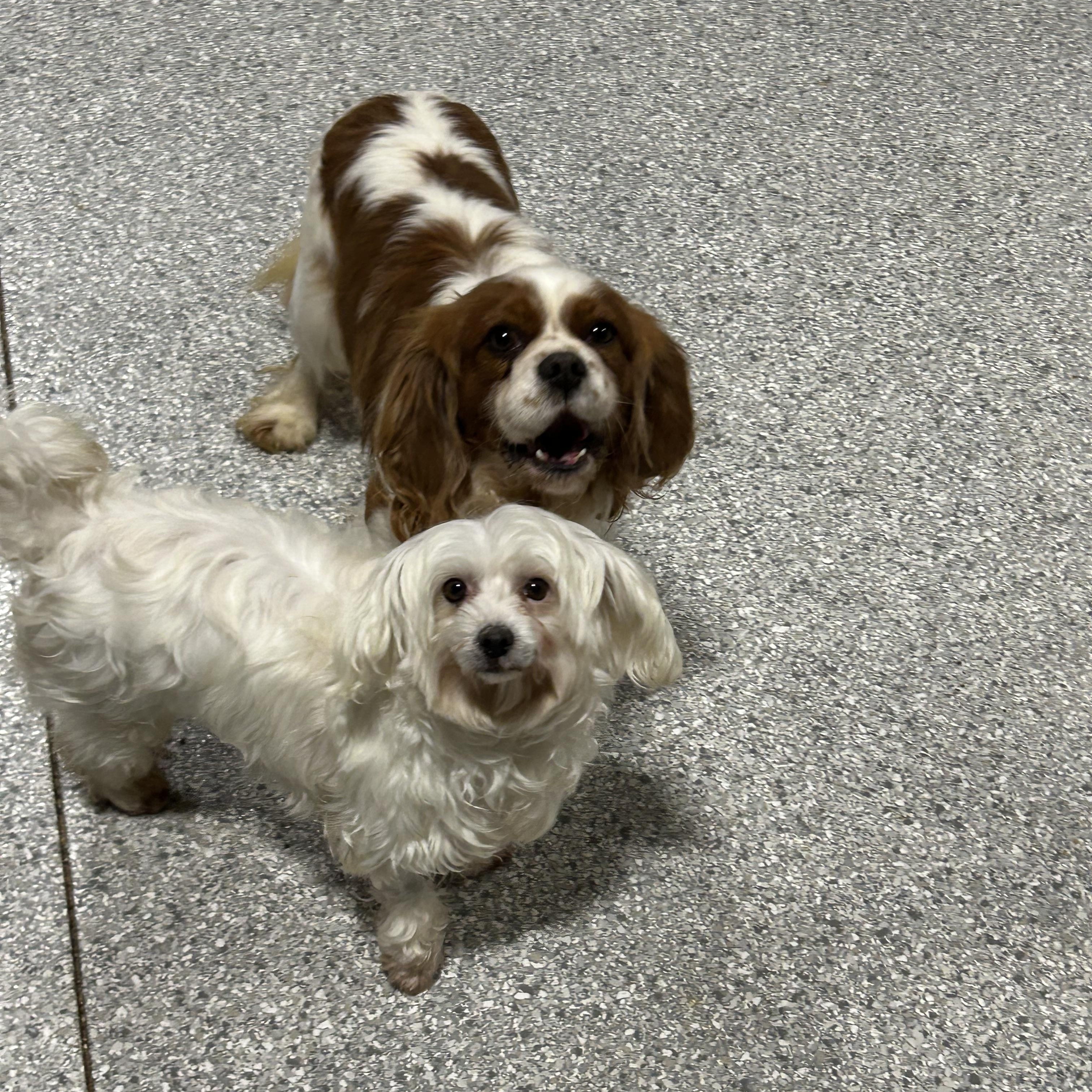 Enlarge Carson. Chill laid back , a Adoptable Cavalier King Charles Spaniel in Maumee , OH image 2/2