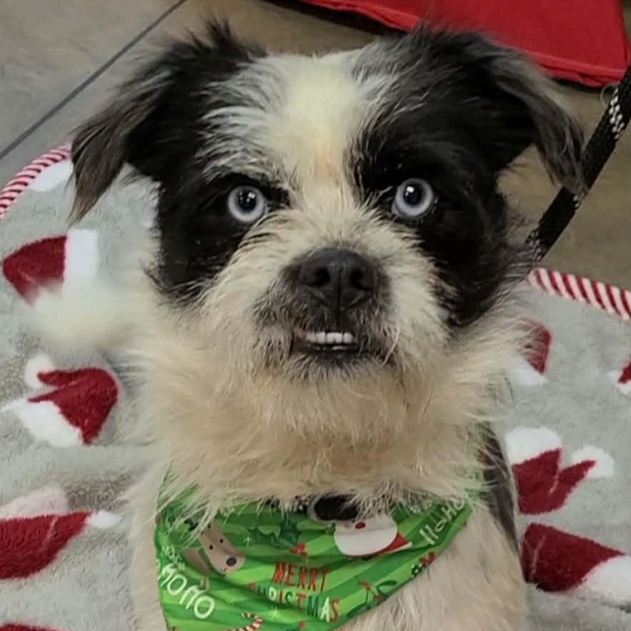 Enlarge Copper Boy, an adopted mixed breed in Woolwich, ME image 2/4