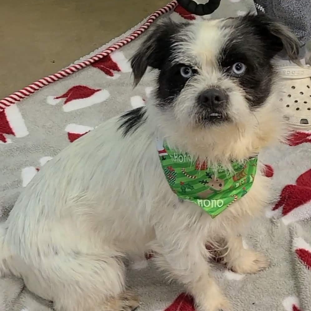 Copper Boy, adopted, Adult Male Shih Tzu.