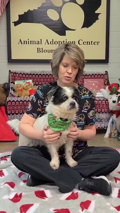 Enlarge Copper Boy, an adopted mixed breed in Woolwich, ME video 4/4