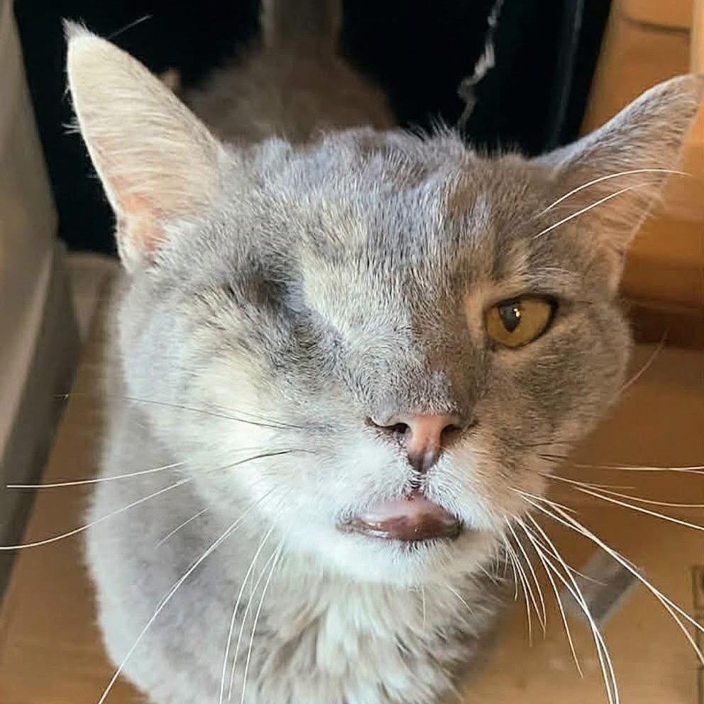 Marble, Adoptable, Senior Male Domestic Short Hair.