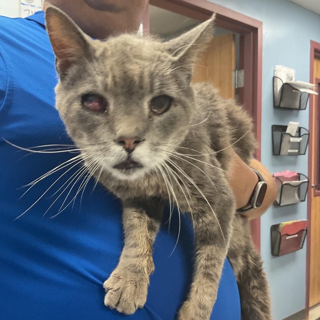 Enlarge Marble, a Adoptable Domestic Short Hair in Kansas City, MO image 2/2
