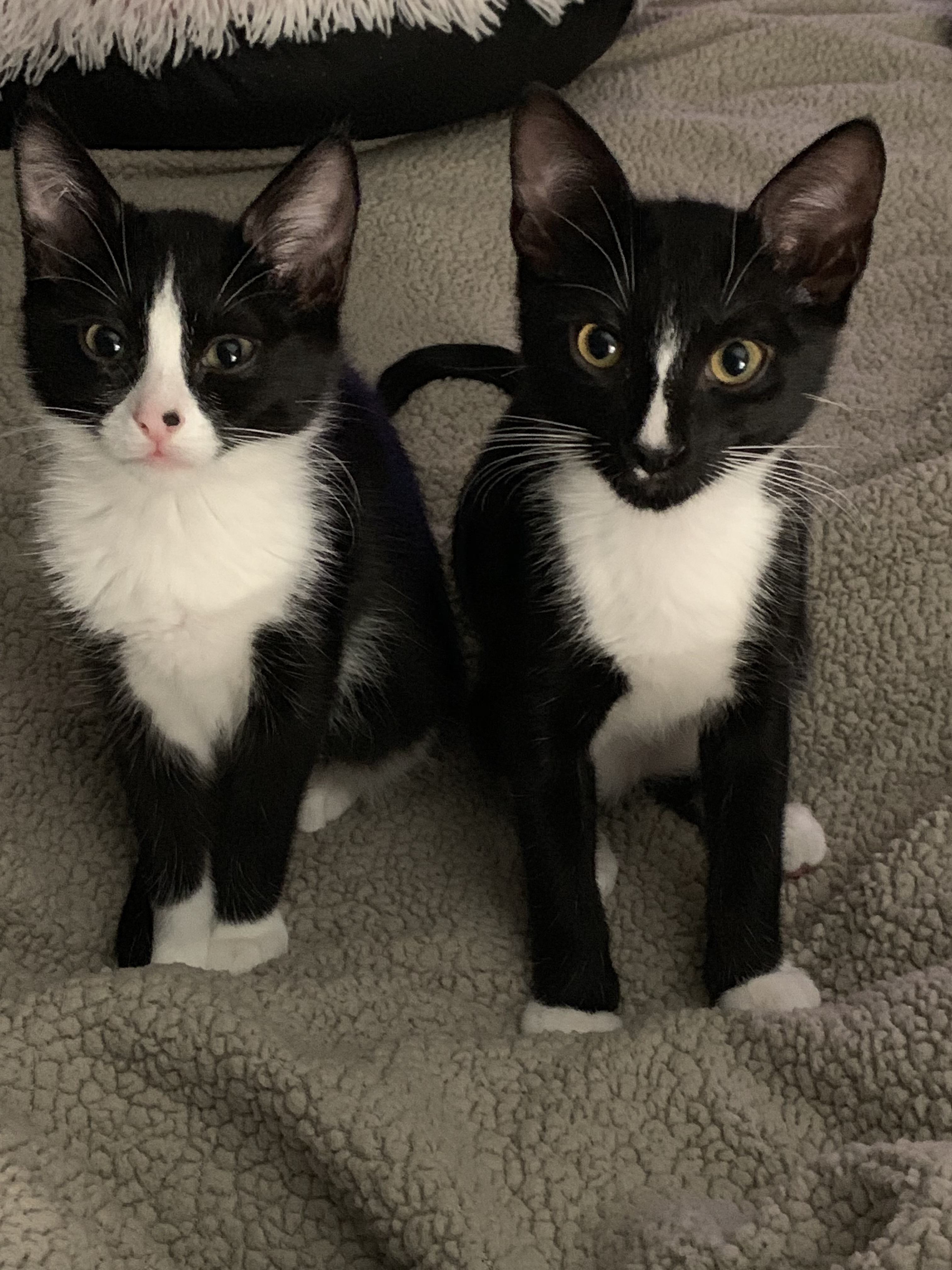 Pepper, Adoptable, Adult Female Tuxedo.