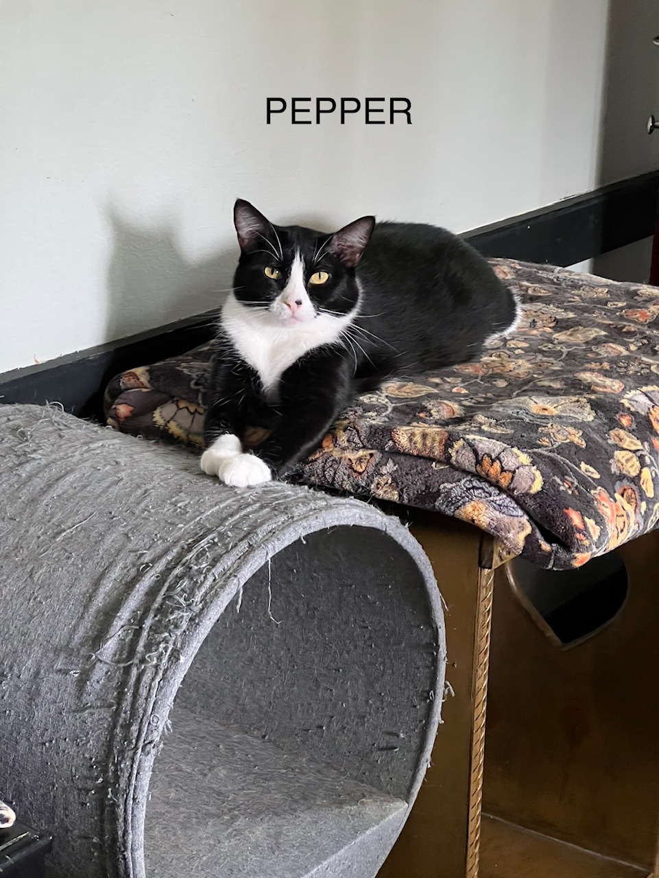 Enlarge Pepper, a Adoptable Tuxedo in Houston, TX image 2/6