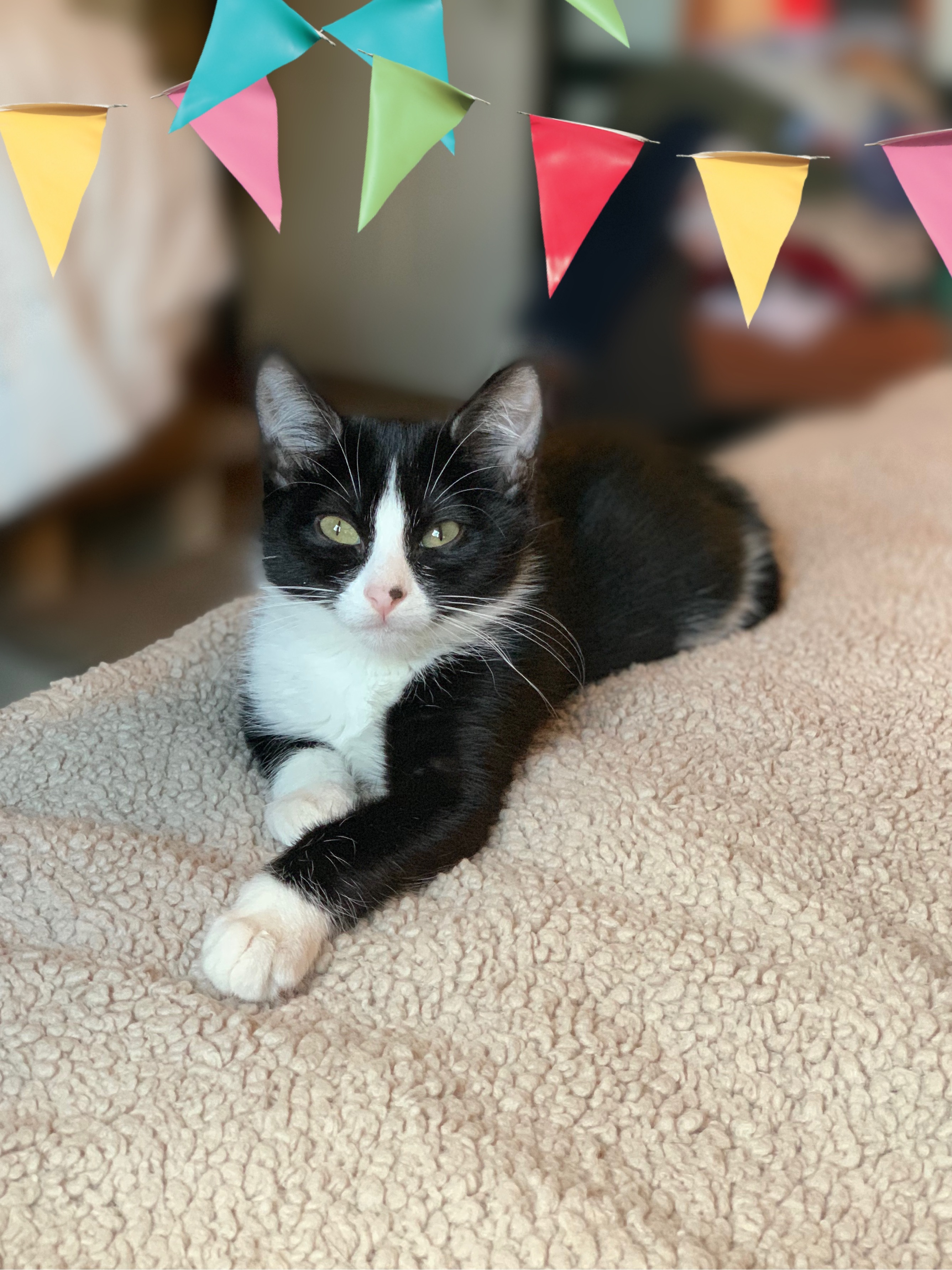 Enlarge Pepper, a Adoptable Tuxedo in Houston, TX image 3/6