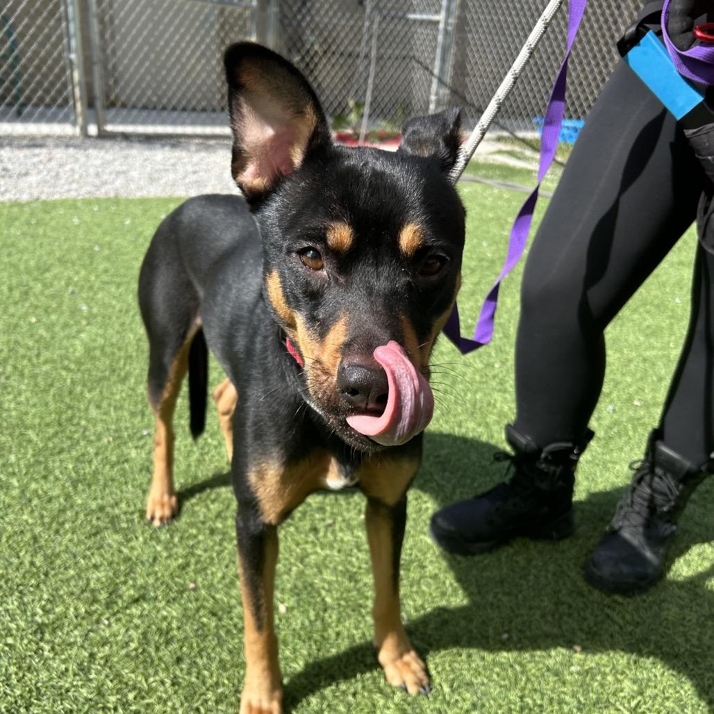 Coco, Adoptable, Young Female Shepherd.