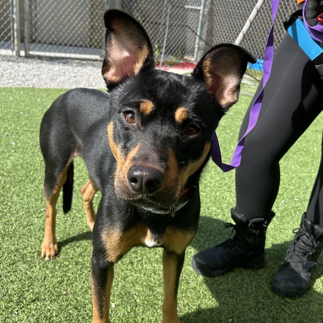 Enlarge Coco, a Adoptable Shepherd in Batavia, OH image 2/5