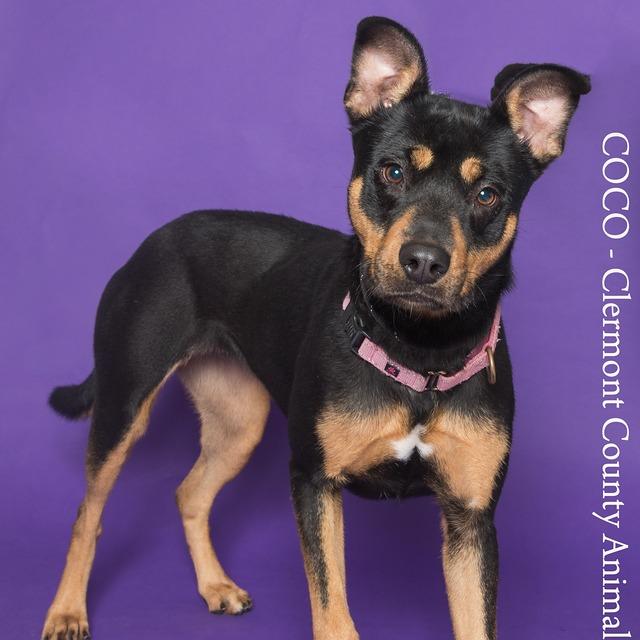 Enlarge Coco, a Adoptable Shepherd in Batavia, OH image 3/6