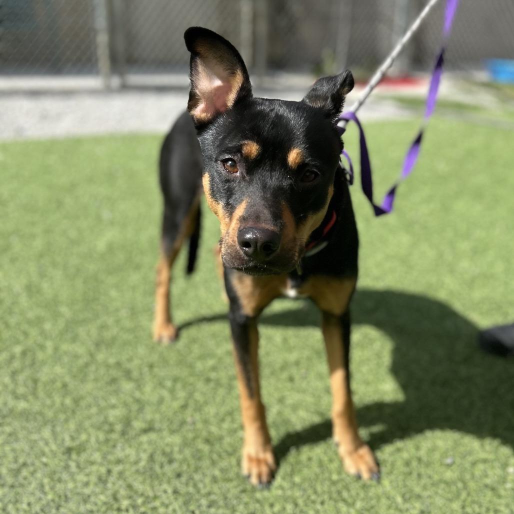 Enlarge Coco, a Adoptable Shepherd in Batavia, OH image 3/5