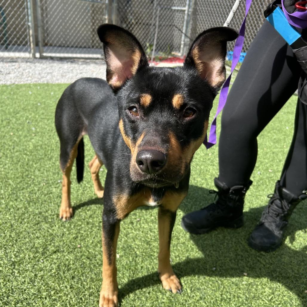 Enlarge Coco, a Adoptable Shepherd in Batavia, OH image 4/5