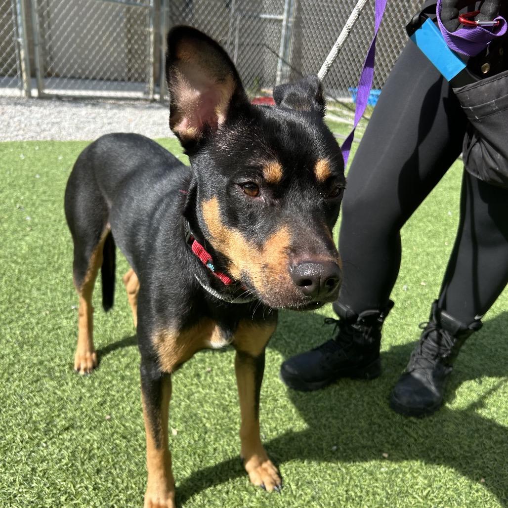 Enlarge Coco, a Adoptable Shepherd in Batavia, OH image 5/5