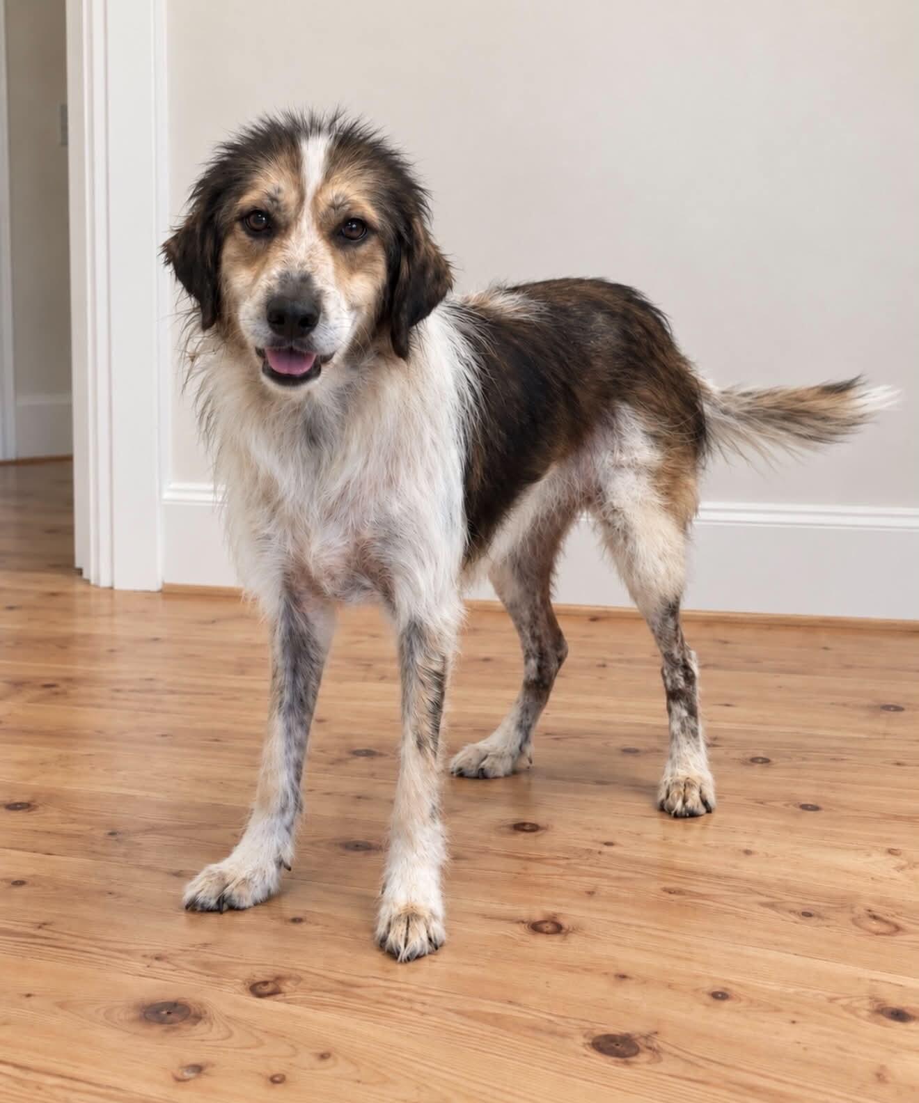 Ivy, Adoptable, Adult Female Australian Shepherd & Mixed Breed.