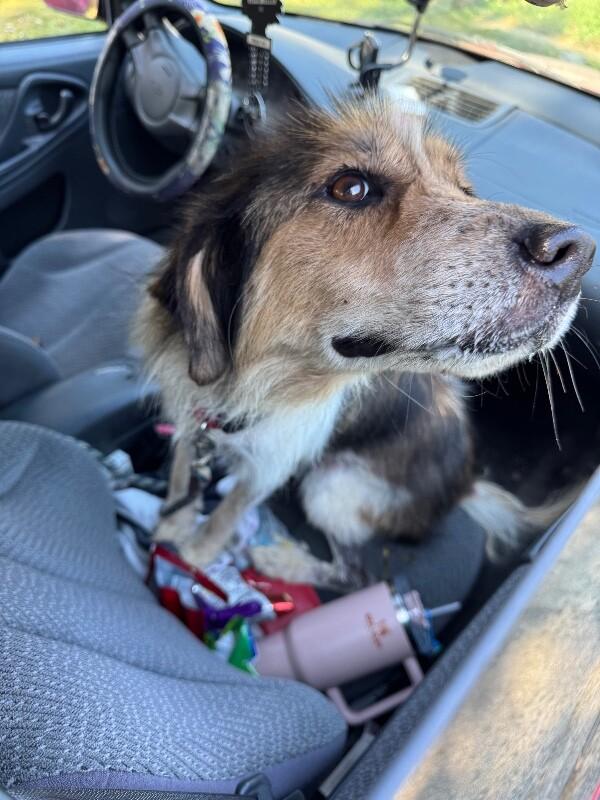 Enlarge Ivy, a Adoptable mixed breed in Georgetown, OH image 2/2