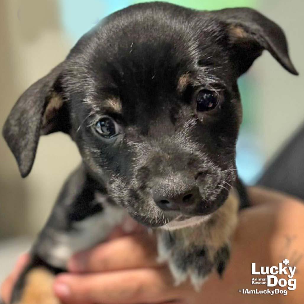Carlos, a Adopted Labrador Retriever in Washington, DC image 1/2