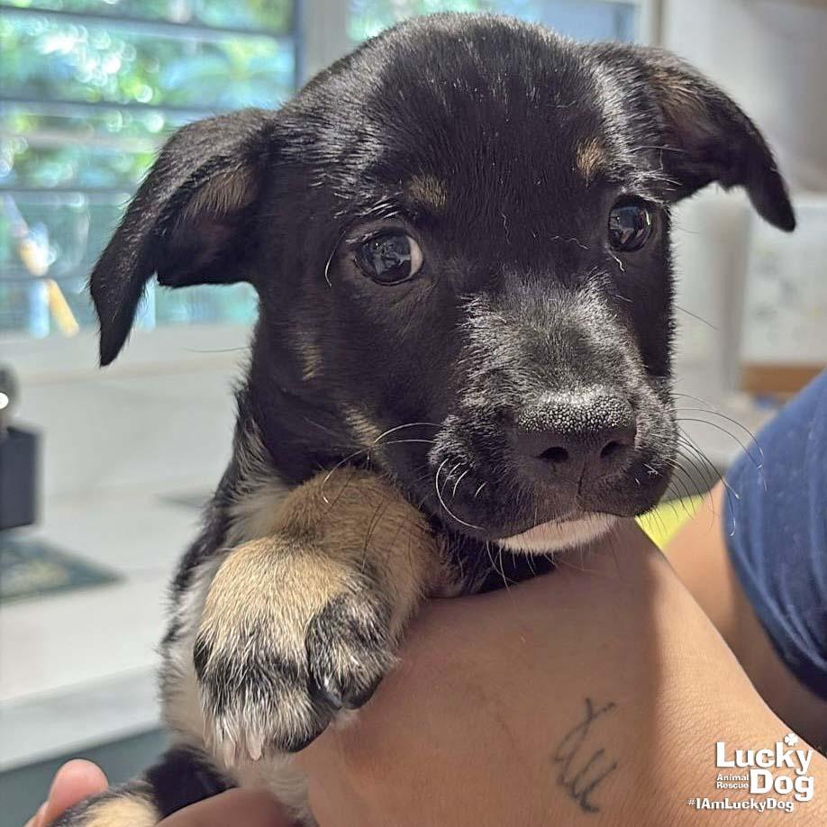Carlos, a Adopted Labrador Retriever in Washington, DC image 2/2