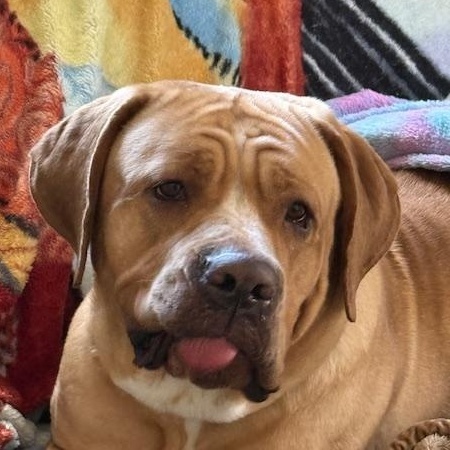 Scarlett , ADOPTABLE, Adult Female Cane Corso.