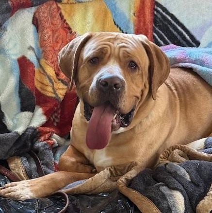 Enlarge Scarlett , a ADOPTABLE Cane Corso in Honesdale, PA image 2/3