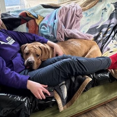 Enlarge Scarlett , a ADOPTABLE Cane Corso in Honesdale, PA image 3/3