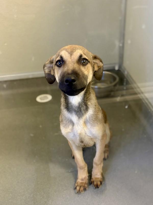 Butter Finger, Adoptable, Puppy Male Shepherd.