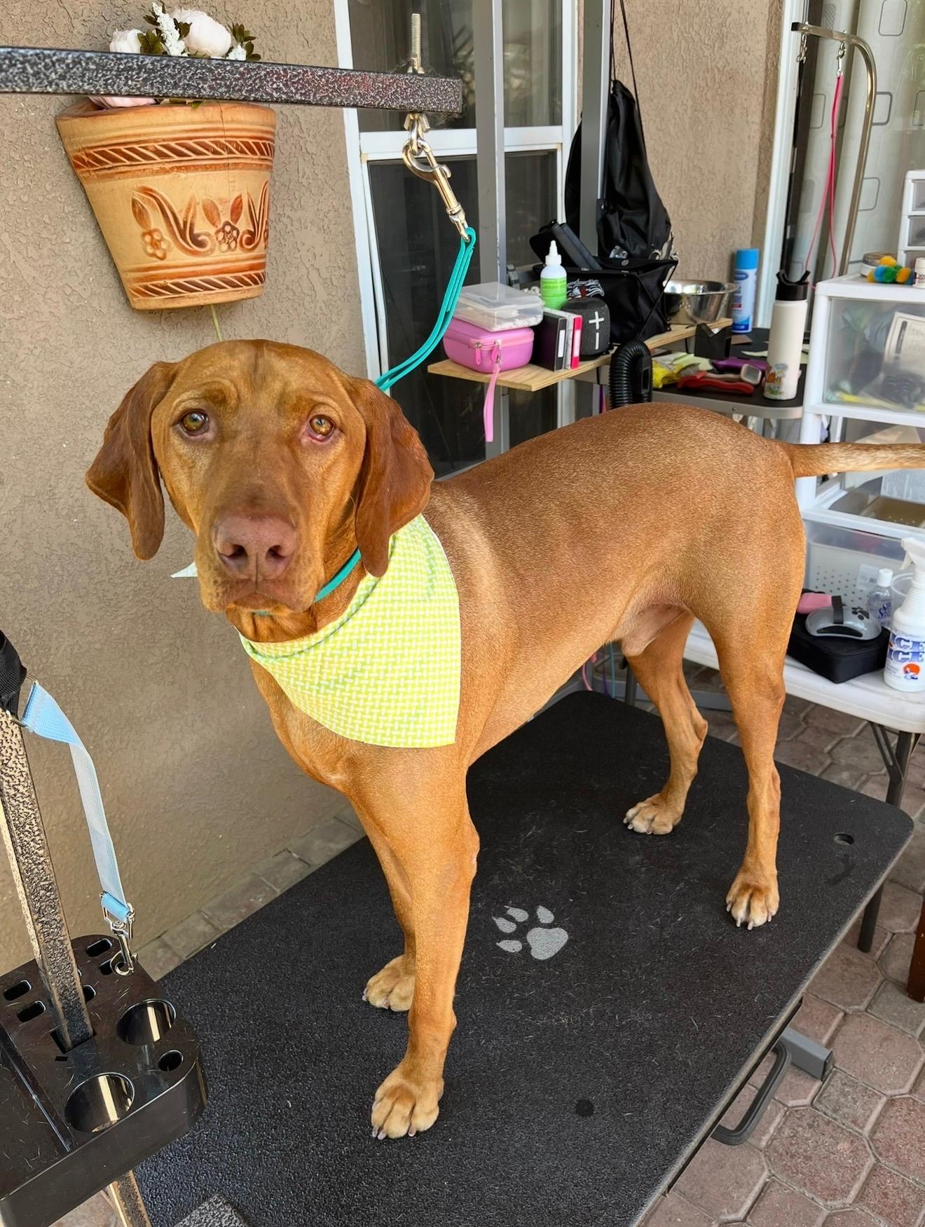 Enlarge Aang, an adopted Vizsla in Coarsegold, CA image 1/1