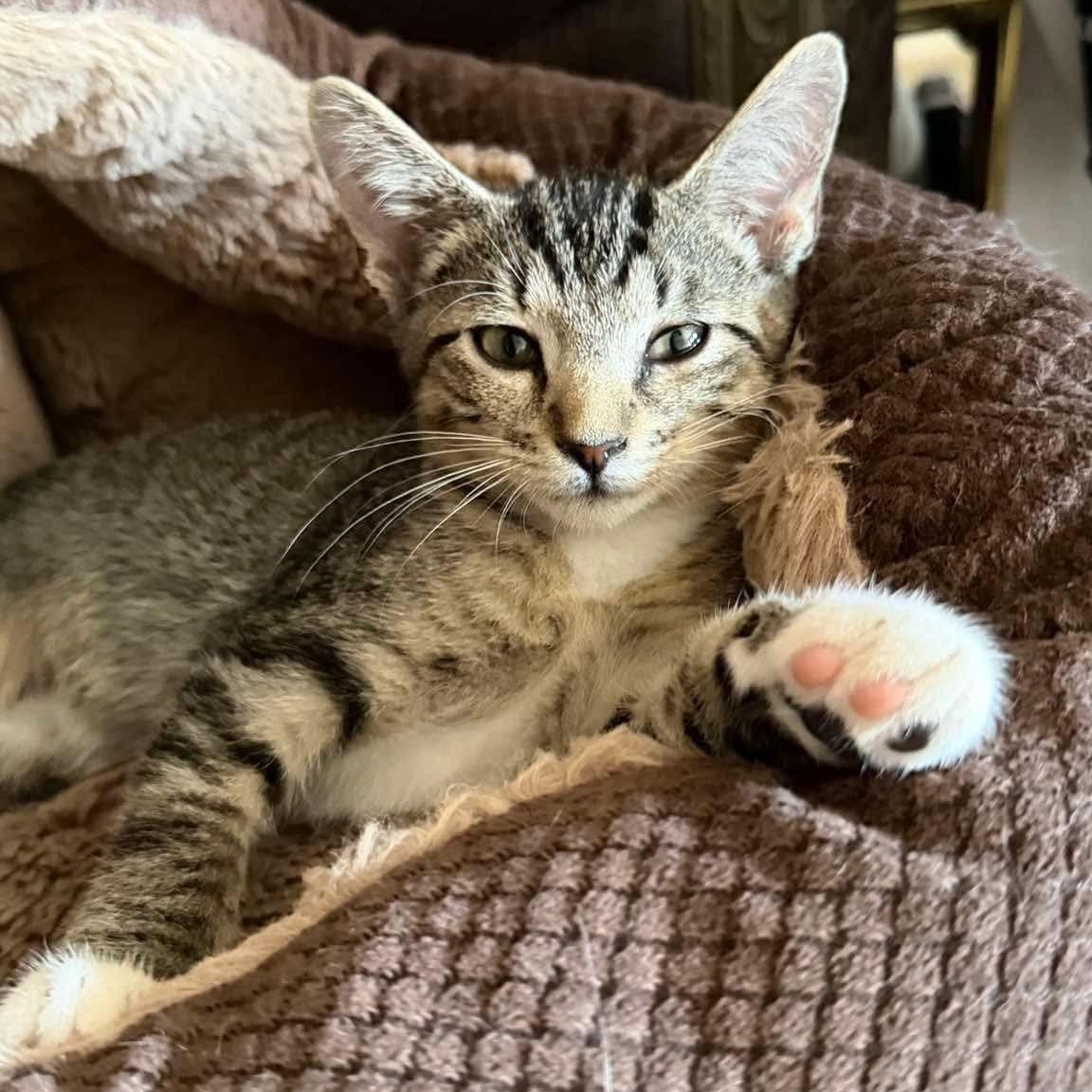 Jane, Adoptable, Kitten Female Tabby.