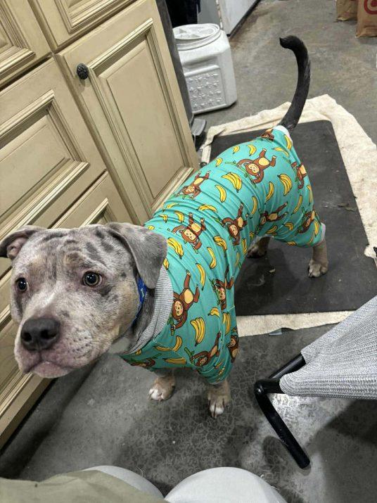 Dobby (10 months old), adopted, Young Male American Bully.