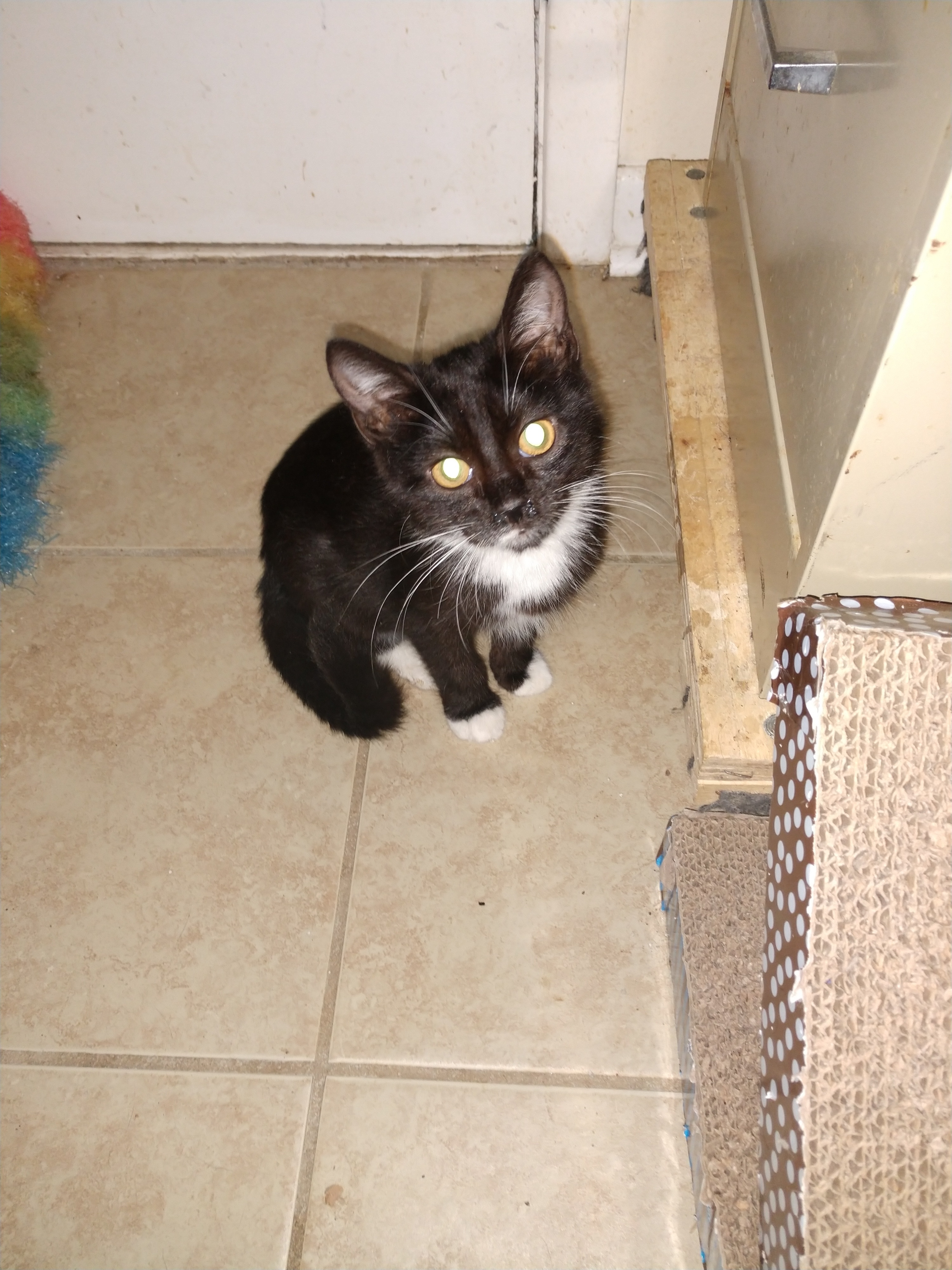 Carla, Adoptable, Kitten Female Tuxedo & Domestic Short Hair.