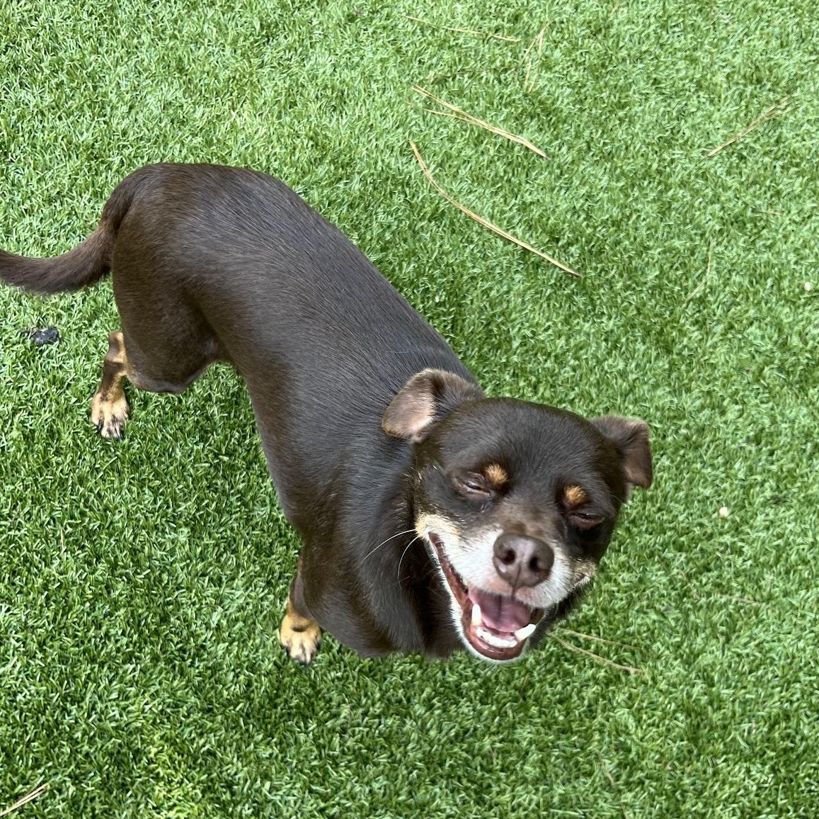 Cliff, a Adoptable mixed breed in Salisbury, NC image 4/5