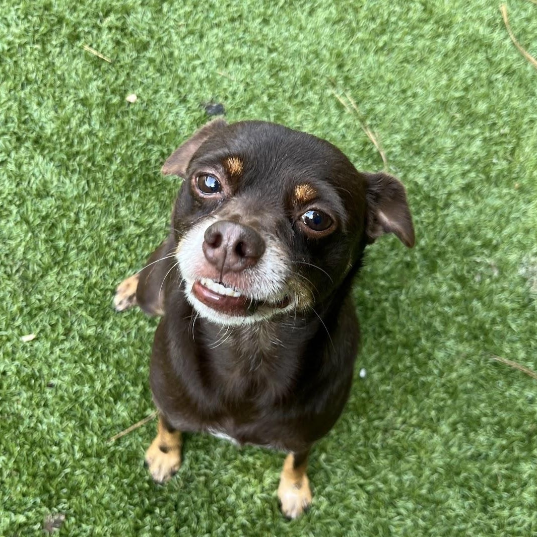 Cliff, Adoptable, Adult Male Chihuahua & Miniature Pinscher.
