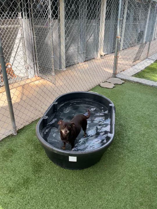 Enlarge Cliff, a Adoptable mixed breed in Salisbury, NC video 2/5