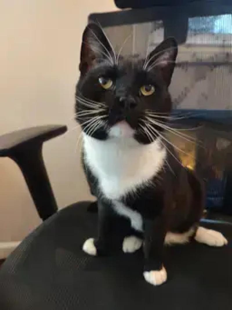 Forrest, Adoptable, Adult Male Domestic Short Hair.