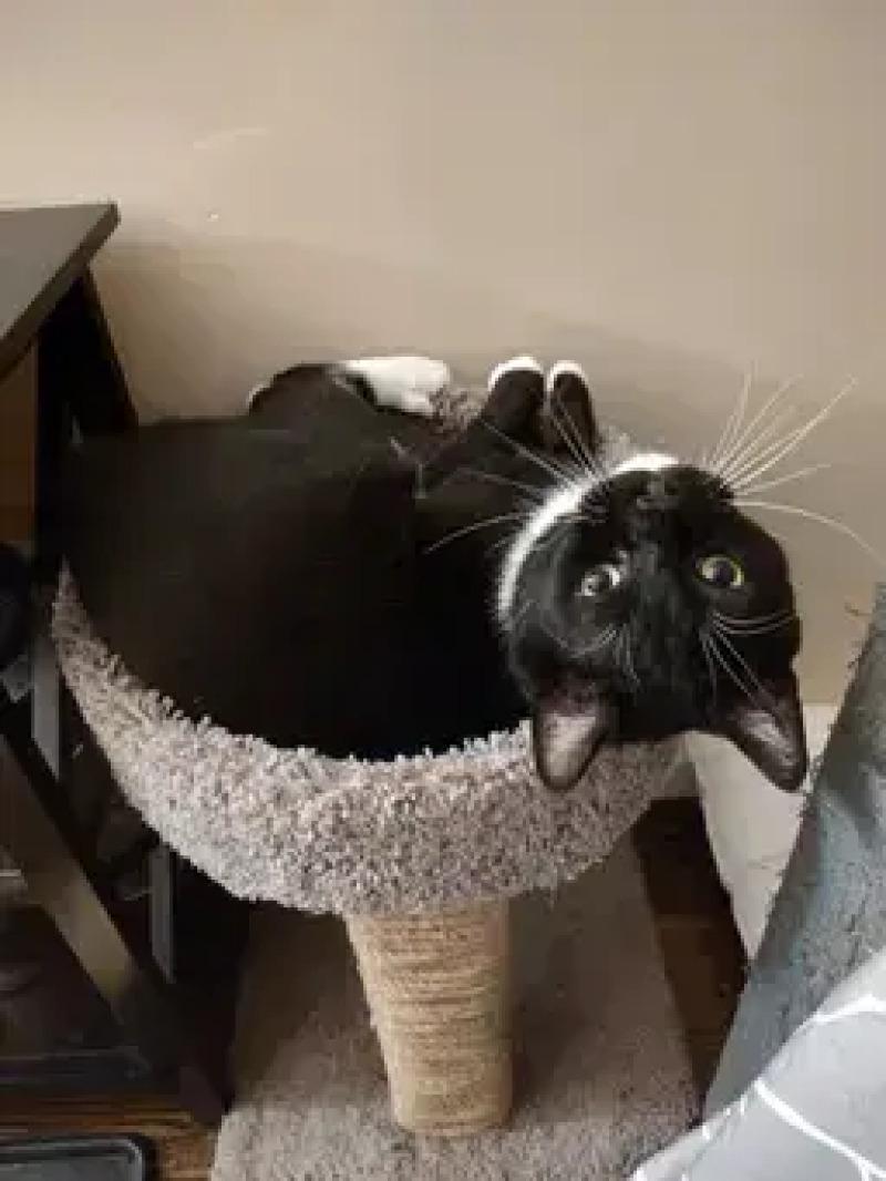 Enlarge Forrest, a Adoptable Domestic Short Hair in North Babylon, NY image 2/5