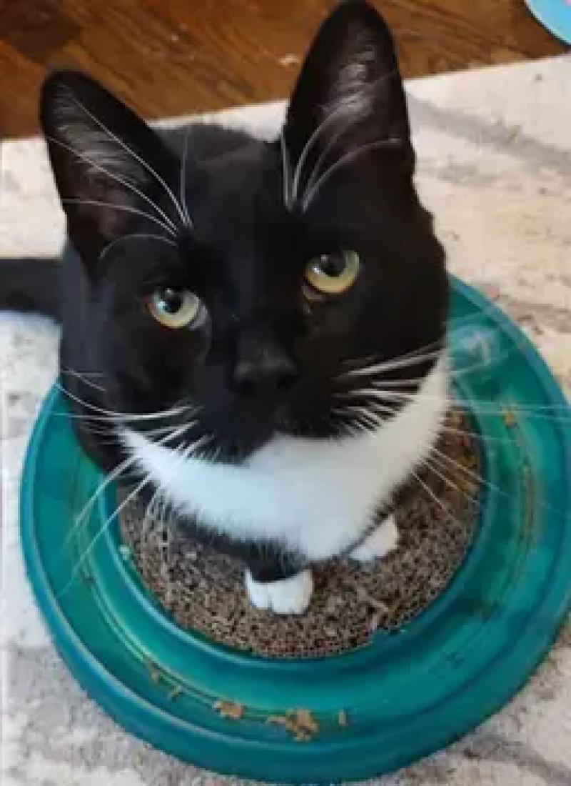 Enlarge Forrest, a Adoptable Domestic Short Hair in North Babylon, NY image 3/5