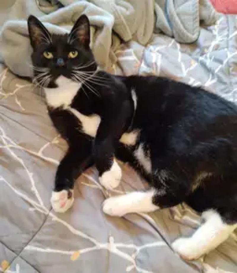 Enlarge Forrest, a Adoptable Domestic Short Hair in North Babylon, NY image 4/5