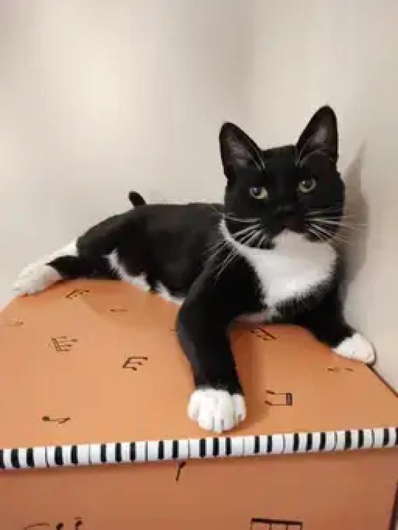 Enlarge Forrest, a Adoptable Domestic Short Hair in North Babylon, NY image 5/5