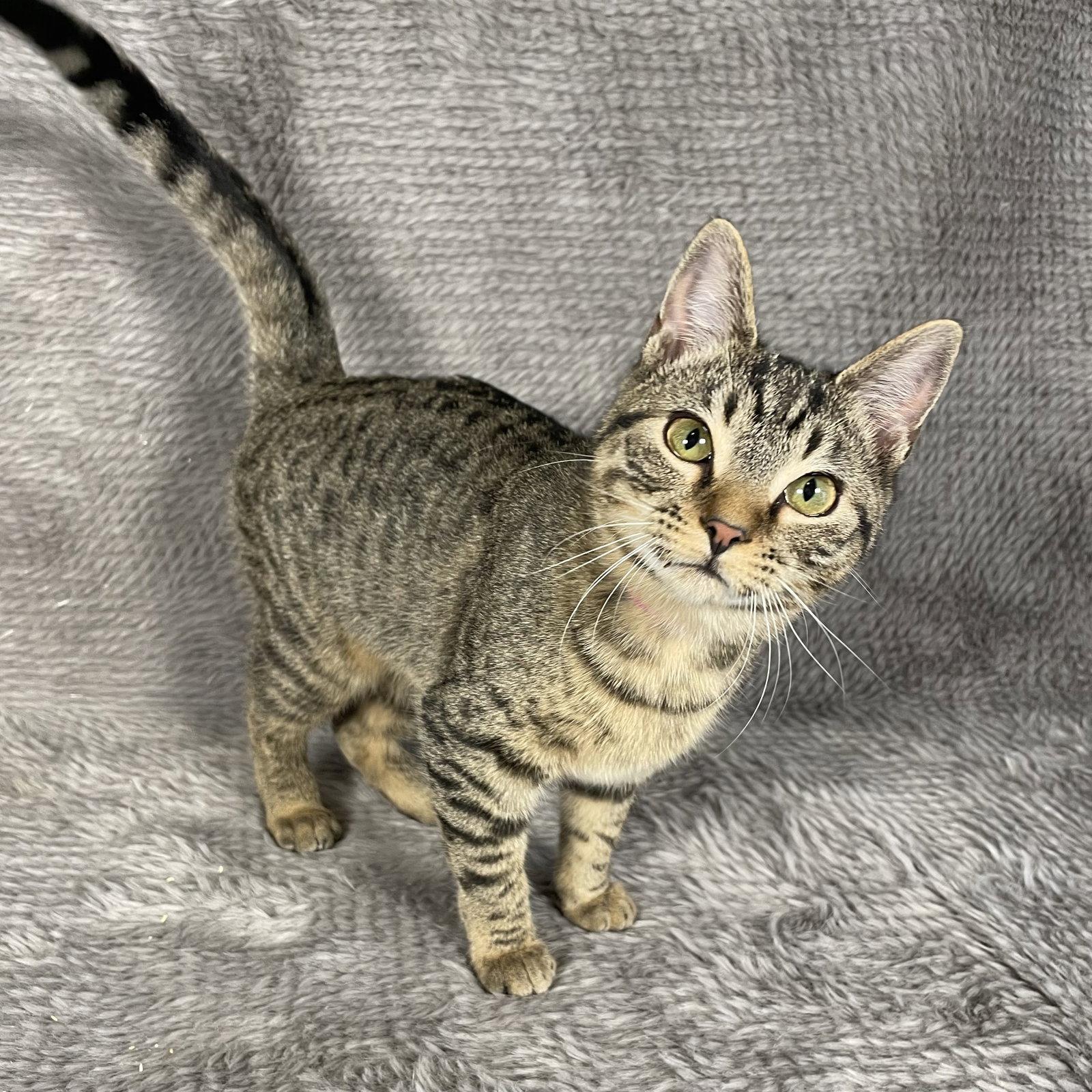 Enlarge Skyline - Andrea foster, a Adoptable Domestic Short Hair in Social Circle, GA image 1/3