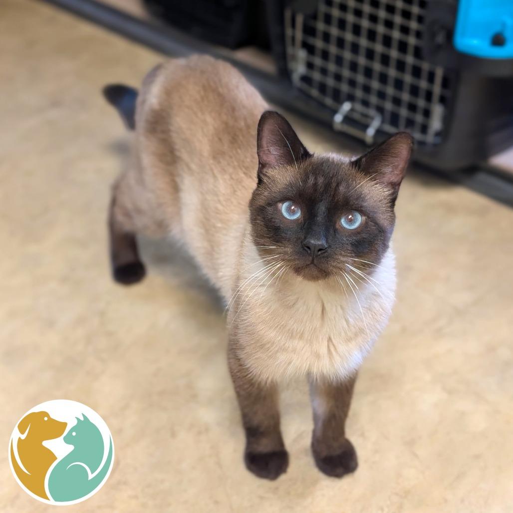 Enlarge Kimchi, a Adopted Domestic Short Hair in Toledo, OH image 1/1