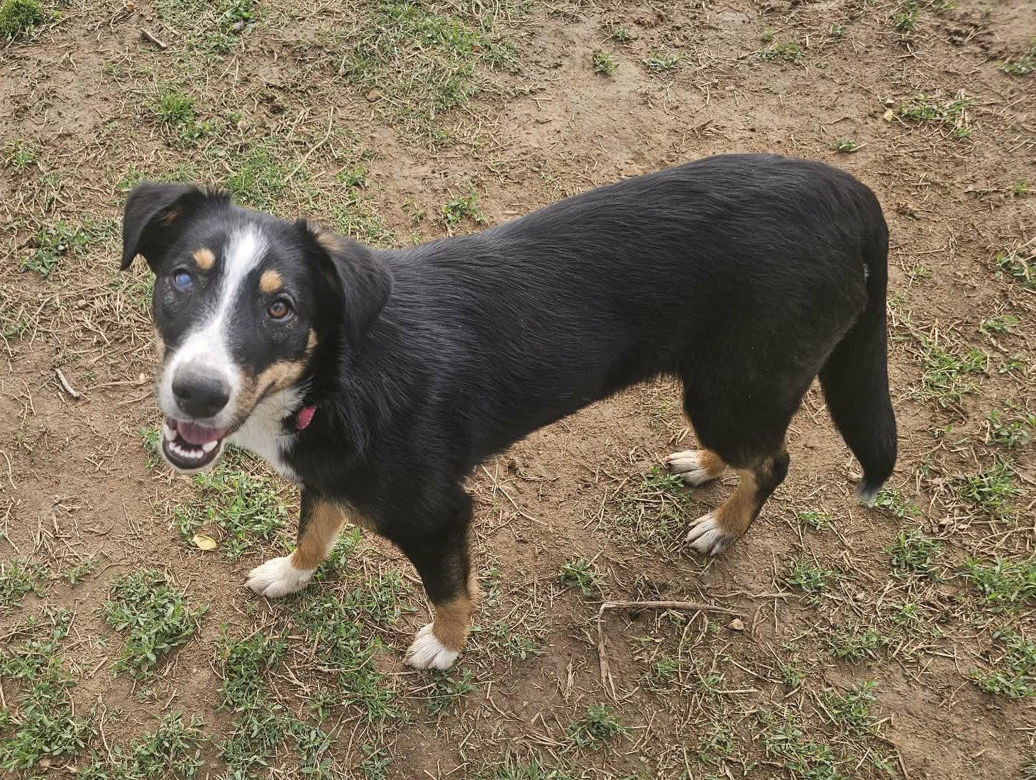 Alice - MEET ME @ PETCO 5/2!, Adoptable, Young Female Australian Shepherd.
