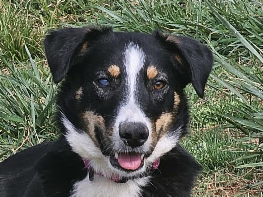 Enlarge Alice - MEET ME @ PETCO 5/2!, a Adoptable Australian Shepherd in Cookeville, TN image 2/3