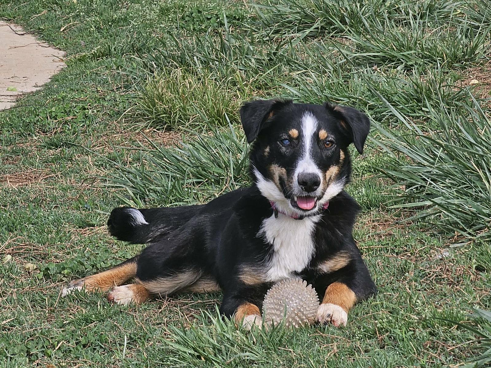 Enlarge Alice - MEET ME @ PETCO 5/2!, a Adoptable Australian Shepherd in Cookeville, TN image 3/3