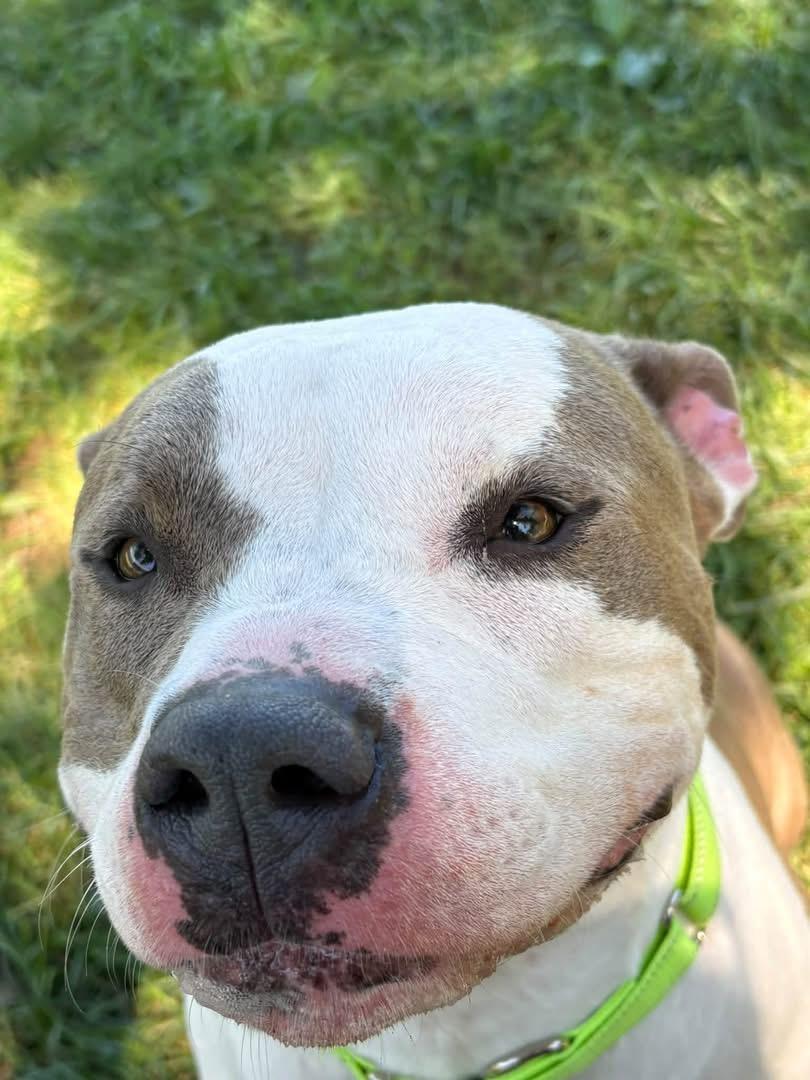 Enlarge Mercedes, a Adoptable mixed breed in Yonkers, NY image 2/4