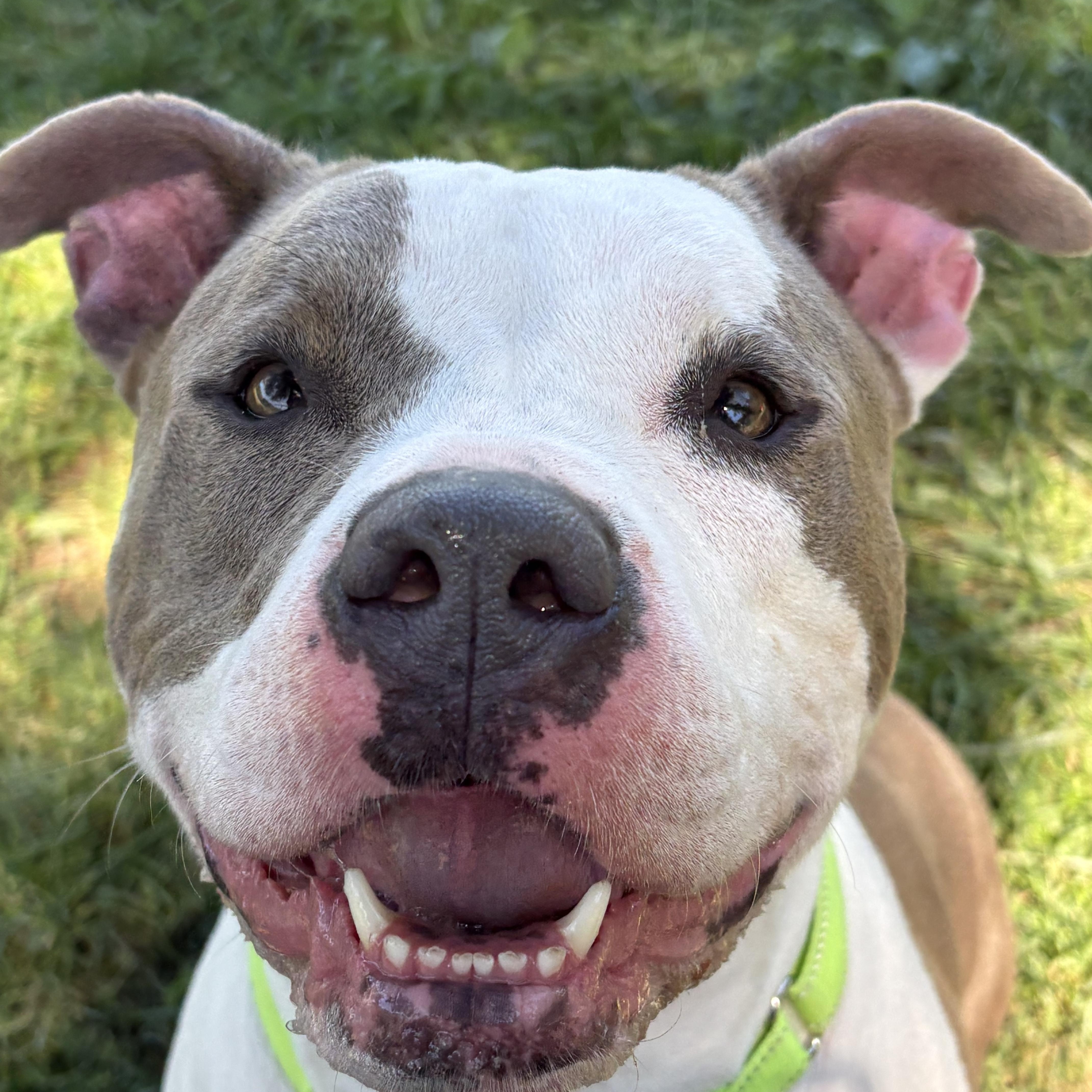 Mercedes, Adoptable, Young Female American Bully & Bulldog.