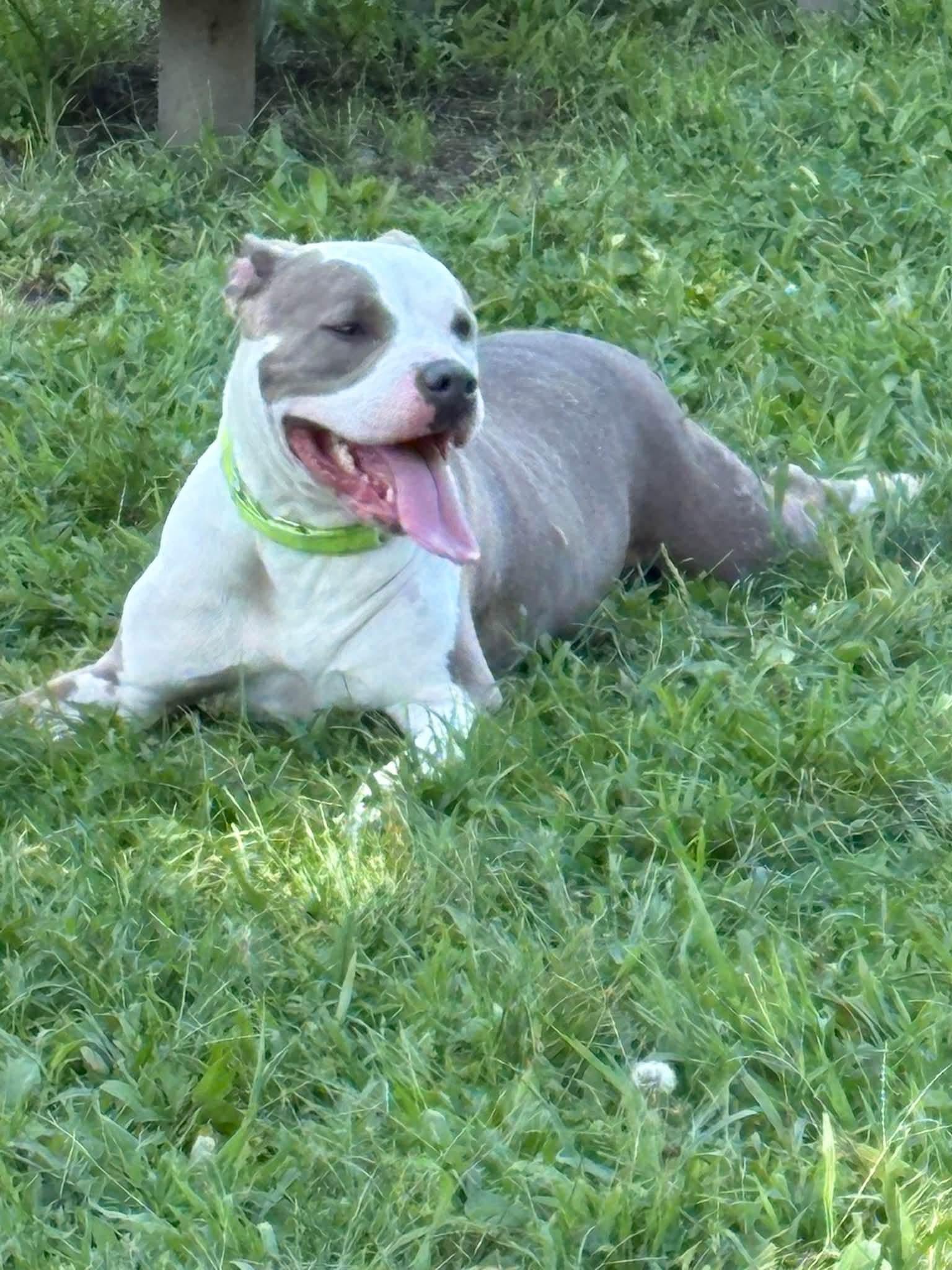 Enlarge Mercedes, a Adoptable mixed breed in Yonkers, NY image 4/4