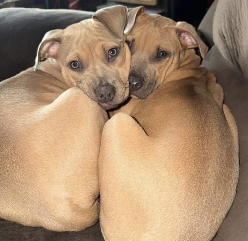 Neville, a ADOPTABLE mixed breed in Philadelphia, PA image 5/6