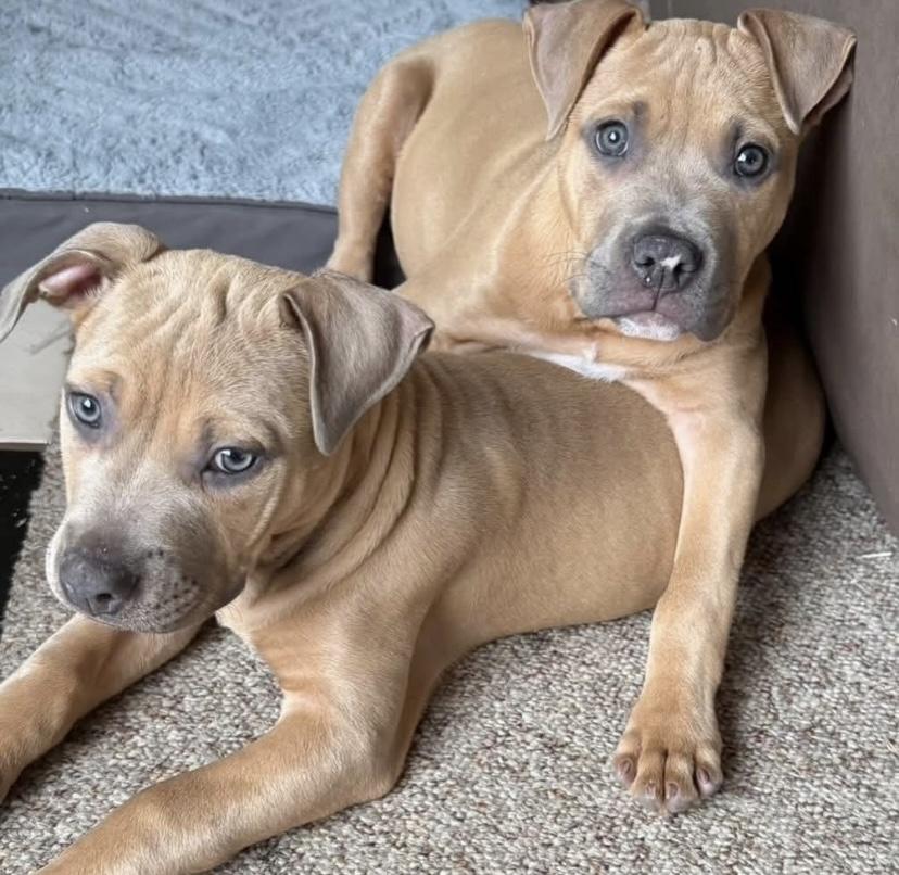 Neville, a ADOPTABLE mixed breed in Philadelphia, PA image 1/6