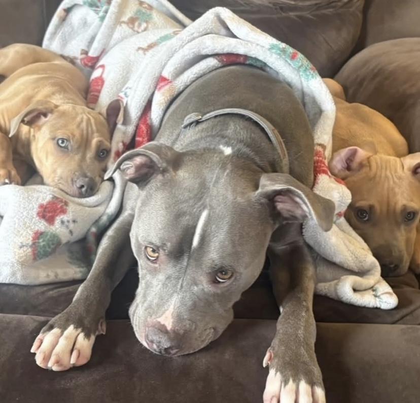 Neville, a ADOPTABLE mixed breed in Philadelphia, PA image 3/6