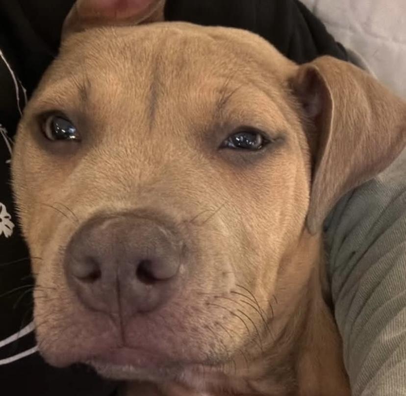 Neville, a ADOPTABLE mixed breed in Philadelphia, PA image 2/6