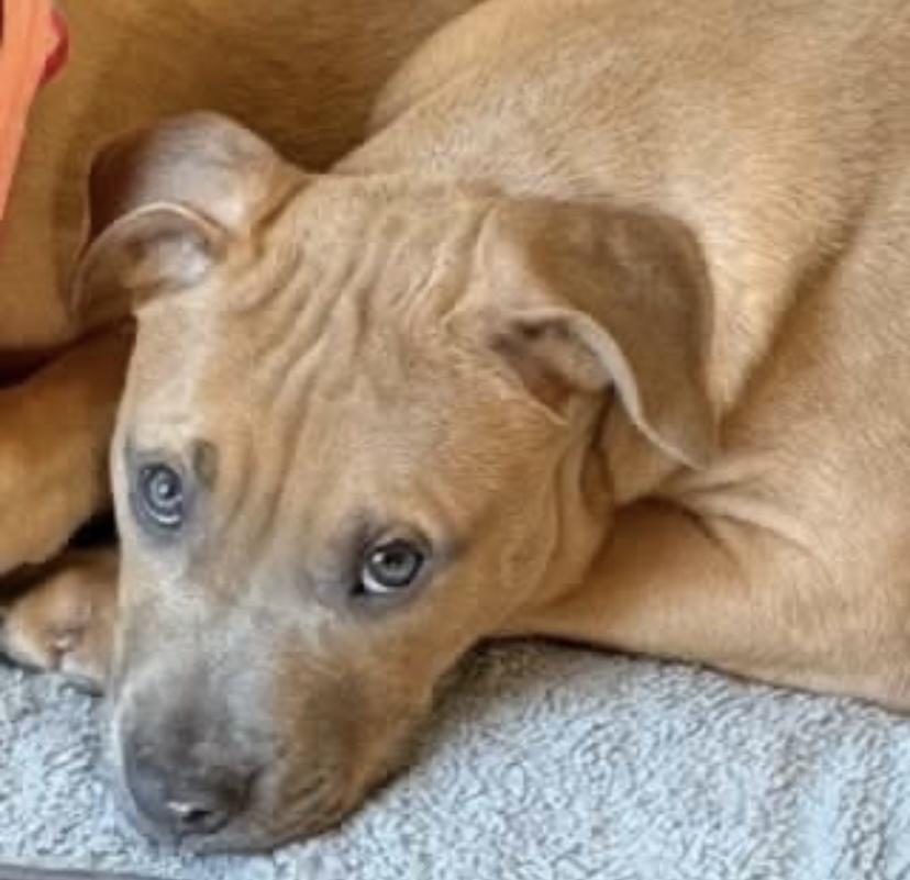 Neville, a ADOPTABLE mixed breed in Philadelphia, PA image 6/6