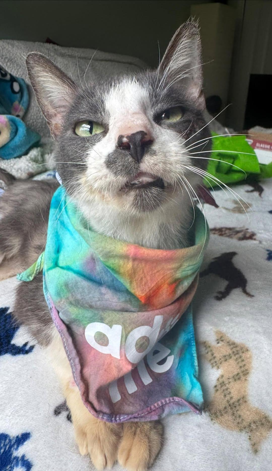 Buddha, a Adoptable Domestic Short Hair in vero beach, FL image 2/5