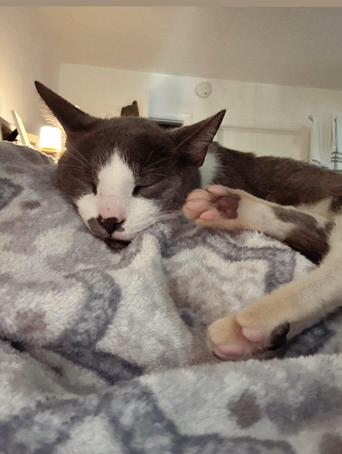 Buddha, a Adoptable Domestic Short Hair in vero beach, FL image 3/5